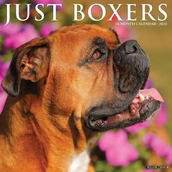 Just Boxers 2024 Wall Calendar, 12" L X 12" W, Large, 12 IN