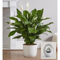 1-800-Flowers Plant Delivery Calming Peace Lily Plant Floor Plant W/ Keepsake