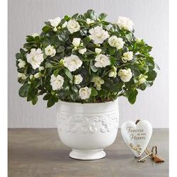 1-800-Flowers Everyday Gift Delivery White Azalea For Sympathy Azalea Plant W/ Keepsake
