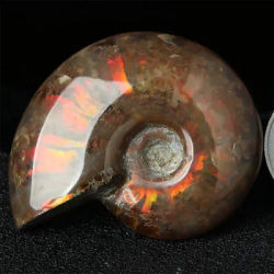 Mascotte Unique de Collection Pierre de Madagascar Ammonite Naturelle Spécimen Iridescent 1