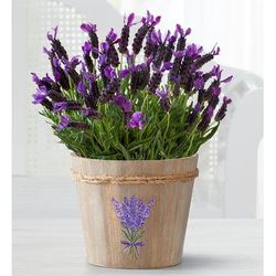 1-800-Flowers Plant Delivery Lovely Lavender Plant Large