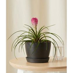 Bloomscape Bromeliad Summer Plant With Pot - Grey