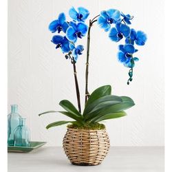 1-800-Flowers Plant Delivery Beautiful Blue Phalaenopsis Orchid Double Stems