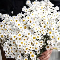 100pcs, Dried Daisy Flowers, 17inch (43cm) Daisies, Diy Floral Arrangement, Vase Filler, Party, Wedding, Home Decor