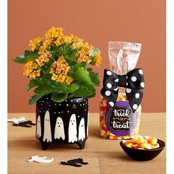 1-800-Flowers Plant Delivery Trick Or Treat Kalanchoe Plant Small W/ Candy Corn