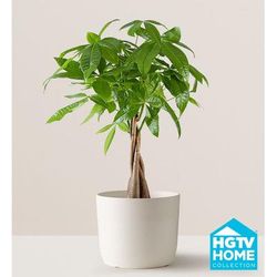 1-800-Flowers Plant Delivery Money Tree Floor Plant Large