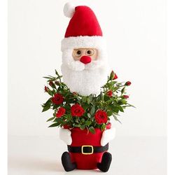 1-800-Flowers Flower Delivery Santa's Surprise Red Rose Red Rose Plant