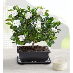 1-800-Flowers Plant Delivery Gardenia Bonsai Large Plant W/ Candle