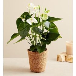 1-800-Flowers Sympathy Delivery White Anthurium For Sympathy