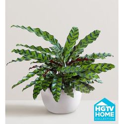 1-800-Flowers Plant Delivery Calathea Rattlesnake