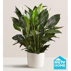 1-800-Flowers Flower Delivery Calming Peace Lily Floor Plant