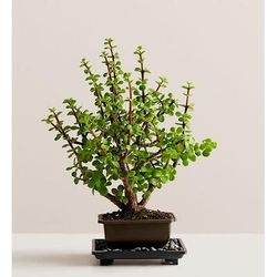 1-800-Flowers Plant Delivery Dwarf Jade Bonsai Small Plant | Happiness Delivered To Their Door