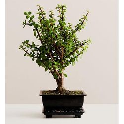 1-800-Flowers Plant Delivery Dwarf Jade Bonsai Medium Plant | Happiness Delivered To Their Door