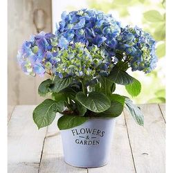 1-800-Flowers Everyday Gift Delivery Garden Hydrangea Large | Same Day Delivery Available