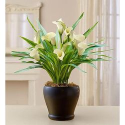 1-800-Flowers Everyday Gift Delivery Loving Memory White Calla Lily Large | Happiness Delivered To Their Door