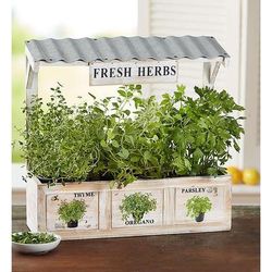 1-800-Flowers Plant Delivery Herb Garden Trio | Happiness Delivered To Their Door