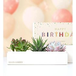 1-800-Flowers Everyday Gift Delivery Happy Birthday Succulents By Lula's Garden Large | Happiness Delivered To Their Door