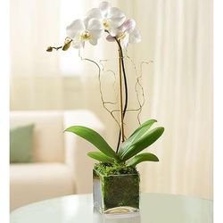 1-800-Flowers Plant Delivery Elegant Orchid White | Same Day Delivery Available | Happiness Delivered To Their Door