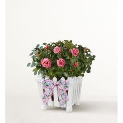 1-800-Flowers Flower Delivery Charming Rose Garden Small | 100% Satisfaction Guaranteed | Happiness Delivered To Their Door