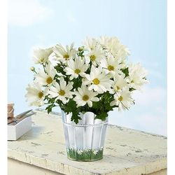1-800-Flowers Plant Delivery Happy Daisy Plant Small | Happiness Delivered To Their Door