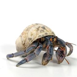 Hermit Crab (Coenobita clypeatus)