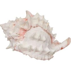 X-Large Hermit Crab "Growth" Shell, Assorted