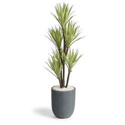 Yucca Tree in Gray Planter - Frontgate