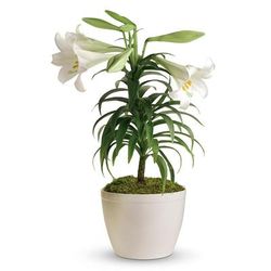 Send Flowers - Potted Easter Lily Plant