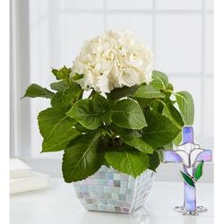 1-800-Flowers Everyday Gift Delivery Bountiful Blessings Hydrangea Small White Hydrangea & Cross