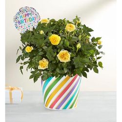 1-800-Flowers Flower Delivery Happy Birthday Rose Plant Large