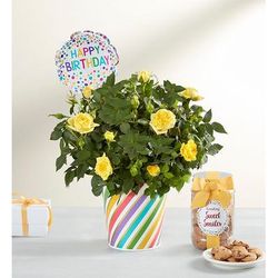 1-800-Flowers Flower Delivery Happy Birthday Rose Plant Small W/ Cookies