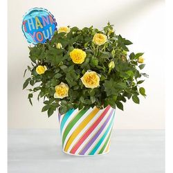 1-800-Flowers Flower Delivery Thank You Rose Plant Large | Happiness Delivered To Their Door