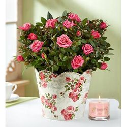 1-800-Flowers Flower Delivery Classic Budding Rose Large W/ Candle