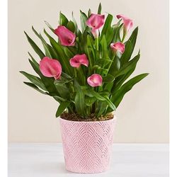 1-800-Flowers Everyday Gift Delivery Sweet Blooms Calla Lily Large Pink | Happiness Delivered To Their Door