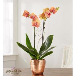 1-800-Flowers Flower Delivery Bonfire Warmth Orchid Small | Happiness Delivered To Their Door