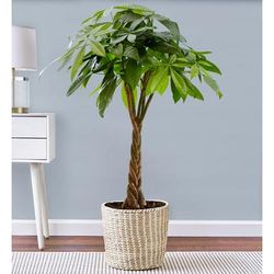 1-800-Flowers Plant Delivery Remembrance Tree For Sympathy Large Plant
