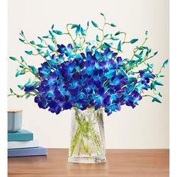 1-800-Flowers Flower Delivery Ocean Breeze Orchids 20 Stems W/ Clear Vase | Happiness Delivered To Their Door