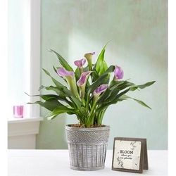 1-800-Flowers Birthday Delivery Elegant Calla Lily Small Purple W/ Keepsake | Happiness Delivered To Their Door