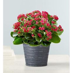 1-800-Flowers Plant Delivery Kalanchoe Plant