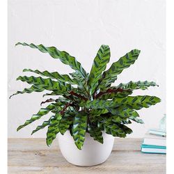 1-800-Flowers Plant Delivery Calathea Rattlesnake Table Size Plant (Medium) W/ Sandstone Planter