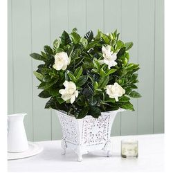 1-800-Flowers Plant Delivery Grand Gardenia Small Plant W/ Candle