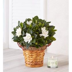 1-800-Flowers Plant Delivery Blooming Gardenia Plant In Basket Small W/ Candle