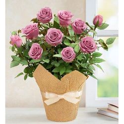 1-800-Flowers Flower Delivery Lovely Lavender Rose Lavender Rose In Wrap