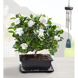 1-800-Flowers Plant Delivery Gardenia Bonsai For Sympathy Large Plant W/ Windchime
