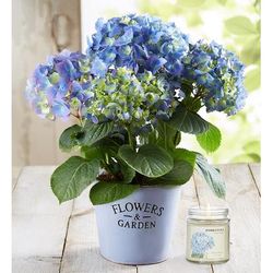 1-800-Flowers Plant Delivery Garden Hydrangea Large Plant W/ Candle