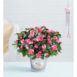 1-800-Flowers Plant Delivery Pretty Pink Azalea Small Plant W/ Windchime