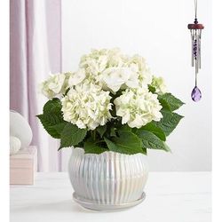 1-800-Flowers Plant Delivery Blissful Blooming Hydrangea Large Plant White W/ Windchime