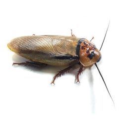 Orange Head Cockroaches - Small 1/4"-1/2", 100 Count