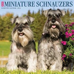 Just Miniature Schnauzers 2024 Wall Calendar, 12" L X 12" W, Large, 12 IN