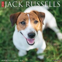 Just Jack Russells 2024 Wall Calendar, 12" L X 12" W, Large, 12 IN